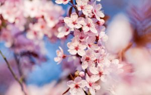 cherry-blossoms-1920x1200-wallpaper-5392